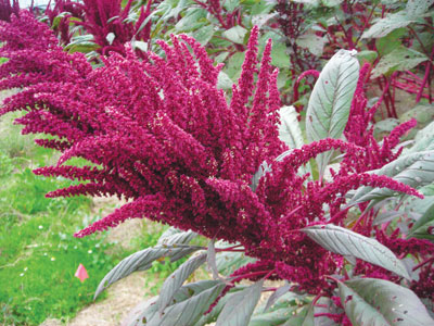7 Reasons You Should Eat Amaranth (+ One Simple Way to Help)