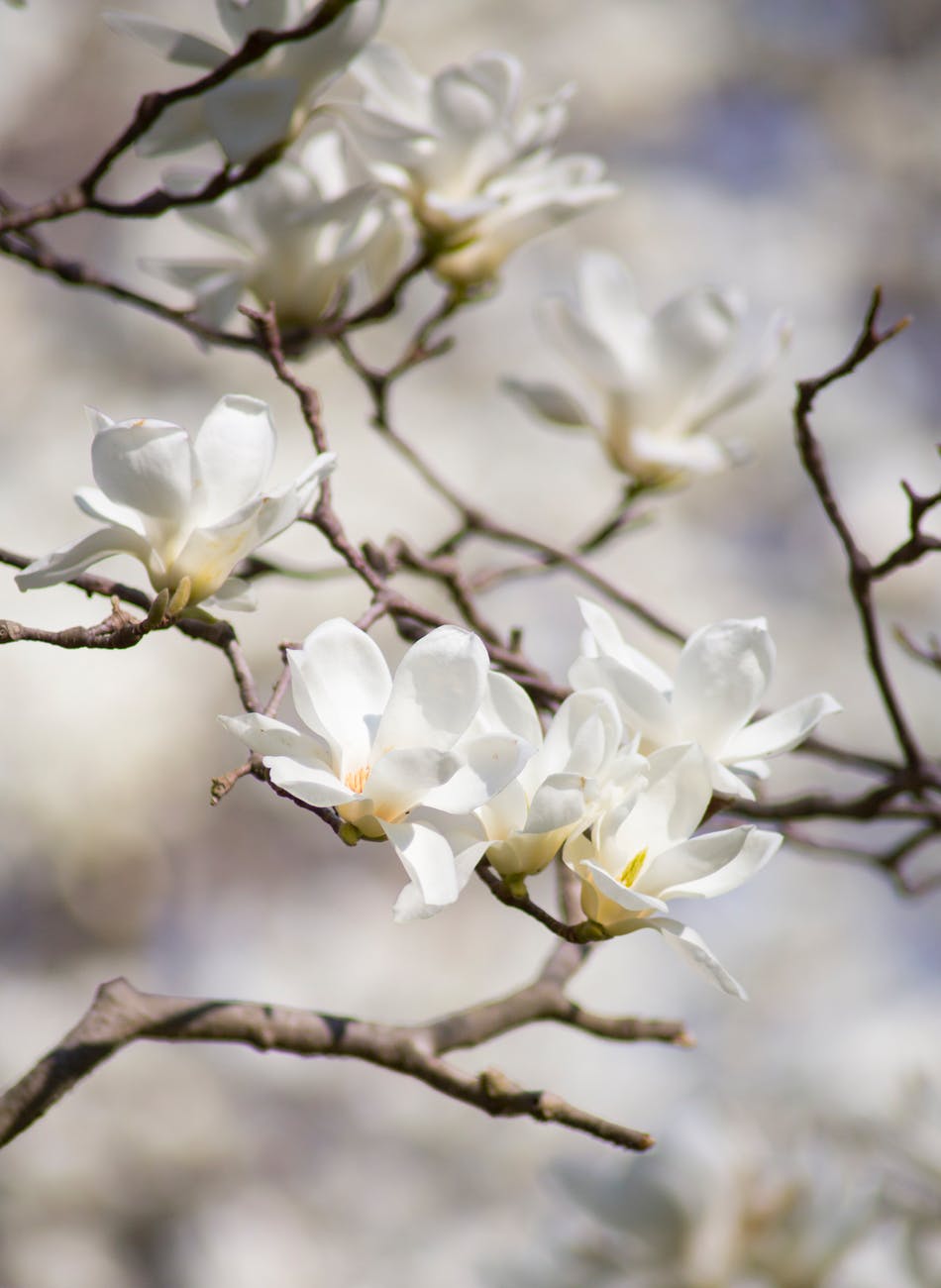 selective focus photography of white magnolia flowers